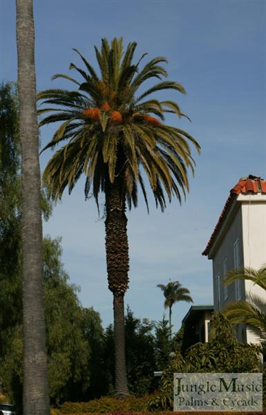 Phoenix canariensis, single